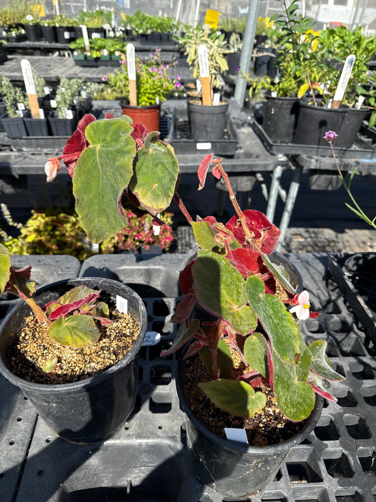 Begonia sp.- Angel Wing Begonia
