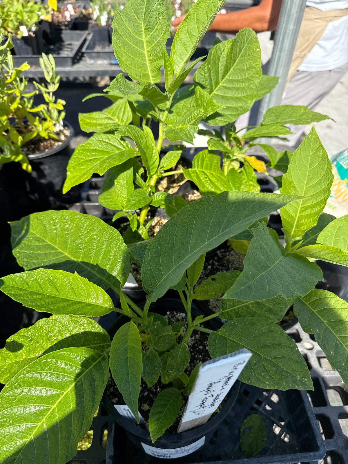 Brugmansia suaveolons - Angel's Trumpet (Coral Pink)