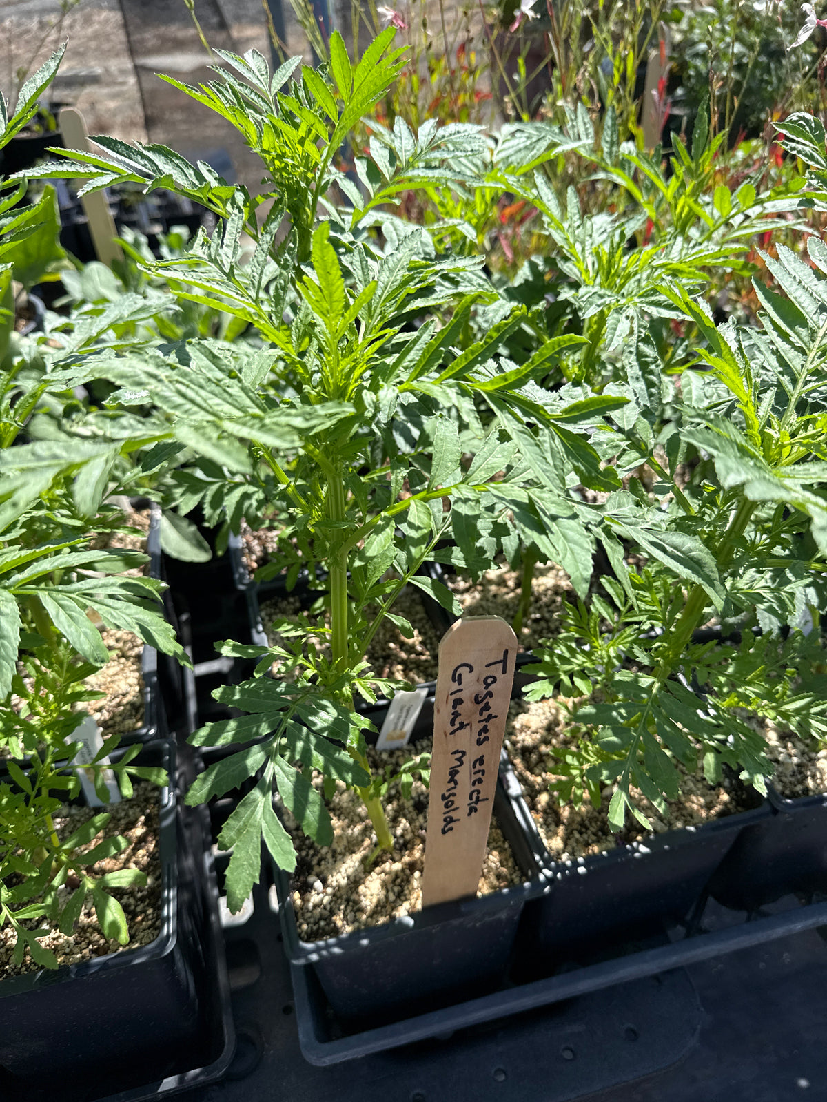 Tagetes erecta - Cracker Jack Giant Mexican Marigolds