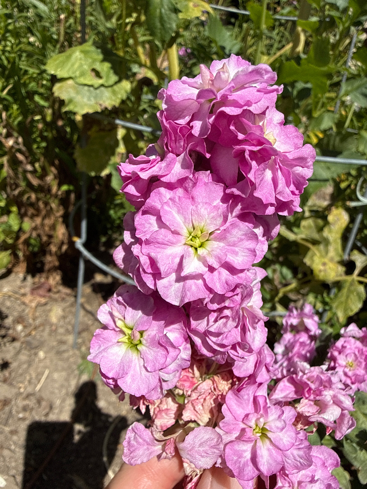 Matthiola incana - Stock (Pinks)