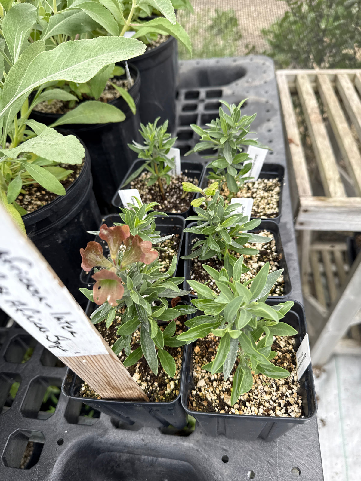 Salvia africana-lutea - African Sage (Dusty Rose)