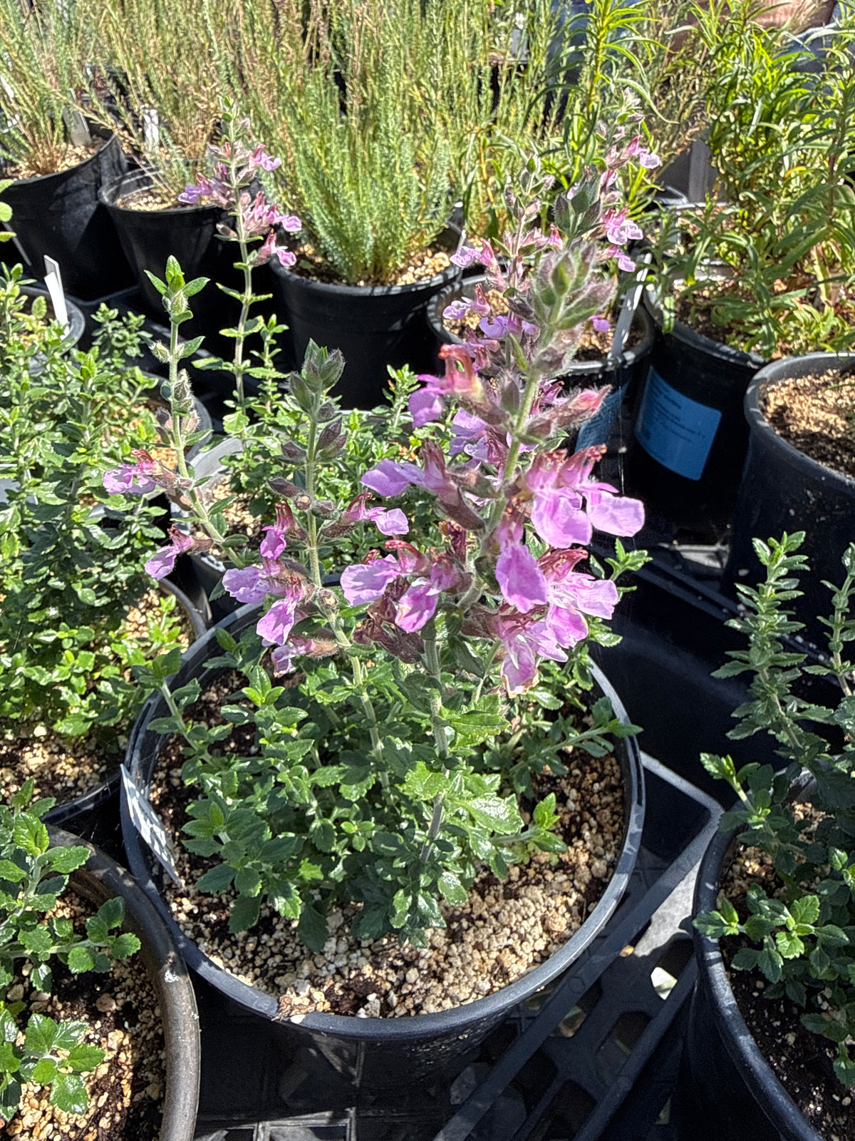 Teucrium chamaedrys - Wall Germander