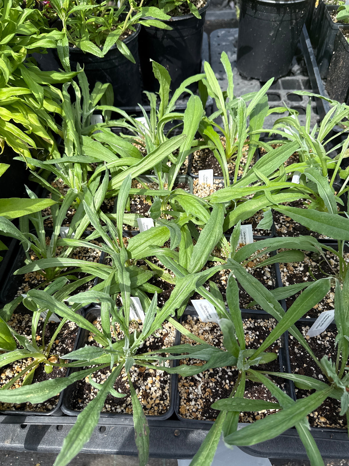 Centaurea cyanus 'Velvet Dawn' Cornflower