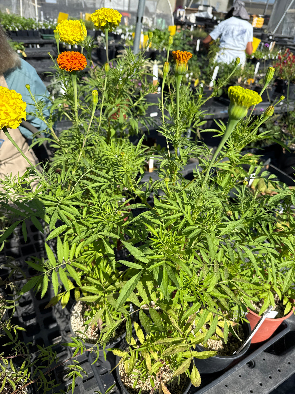 Tagetes patula x erecta - Giant Marigolds 'Orange and Yellow Beast'