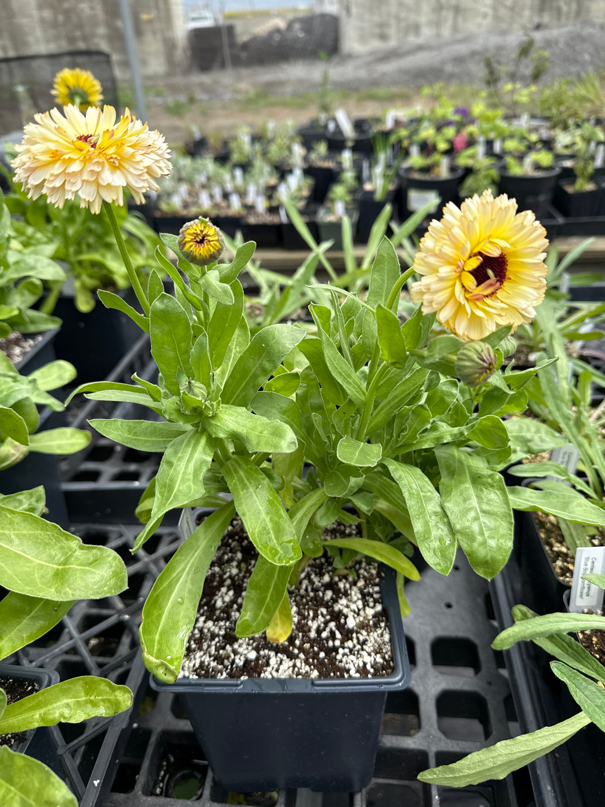 Calendula officinalis - Calendula 'Snow Princess'