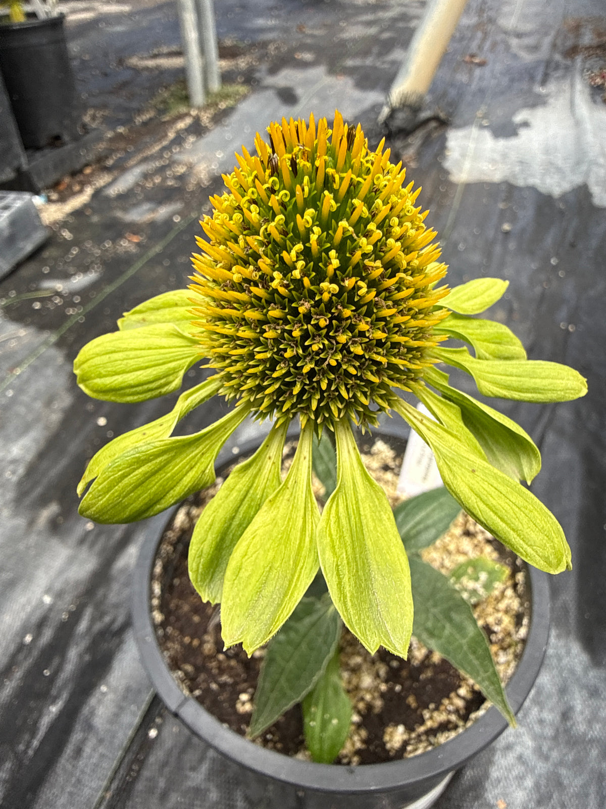 Echinacea purpurea - Alan's Pride Echinacea