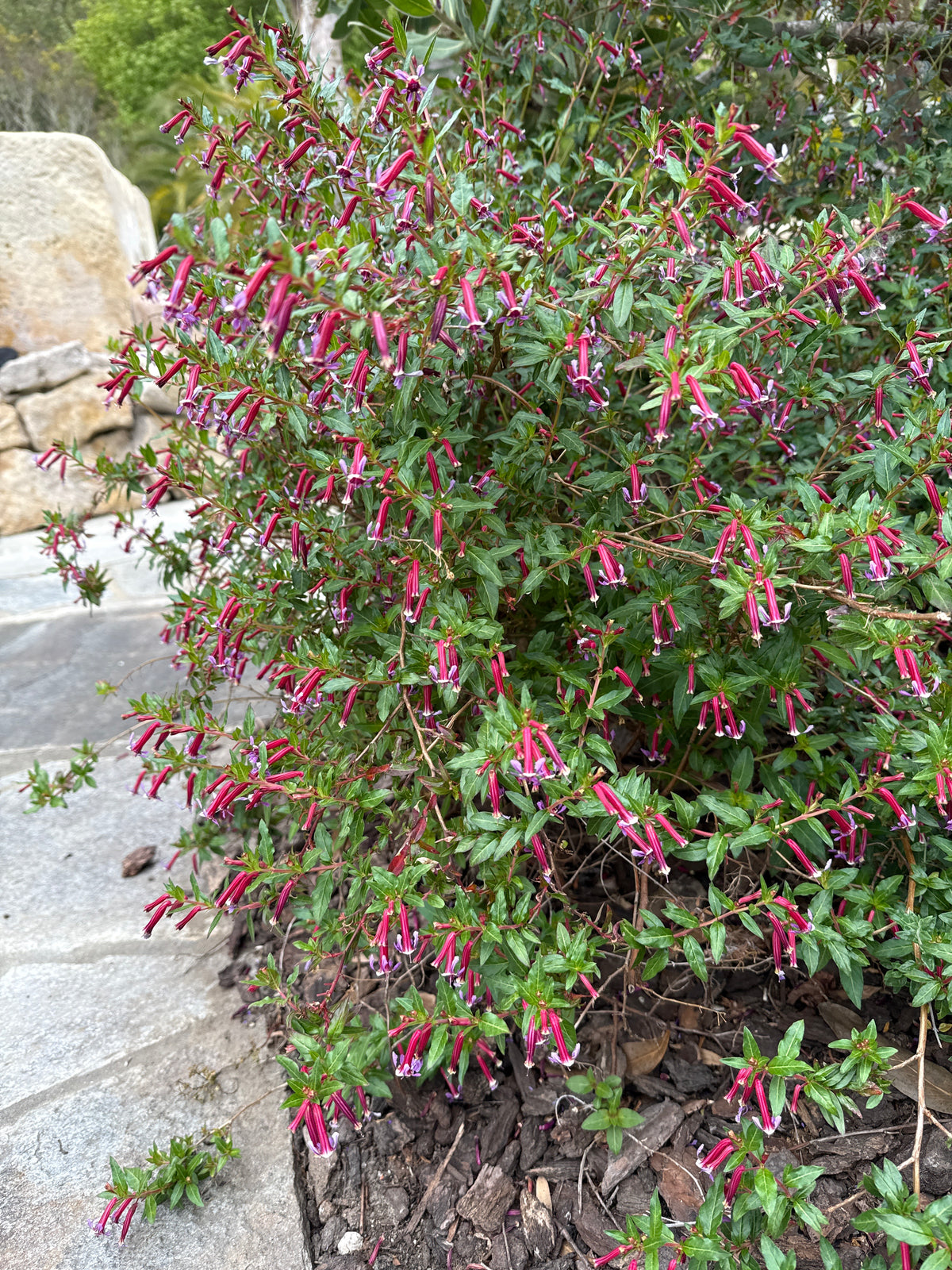 Cuphea Ignea - Kristen's Delight, Pink Cigar Flower