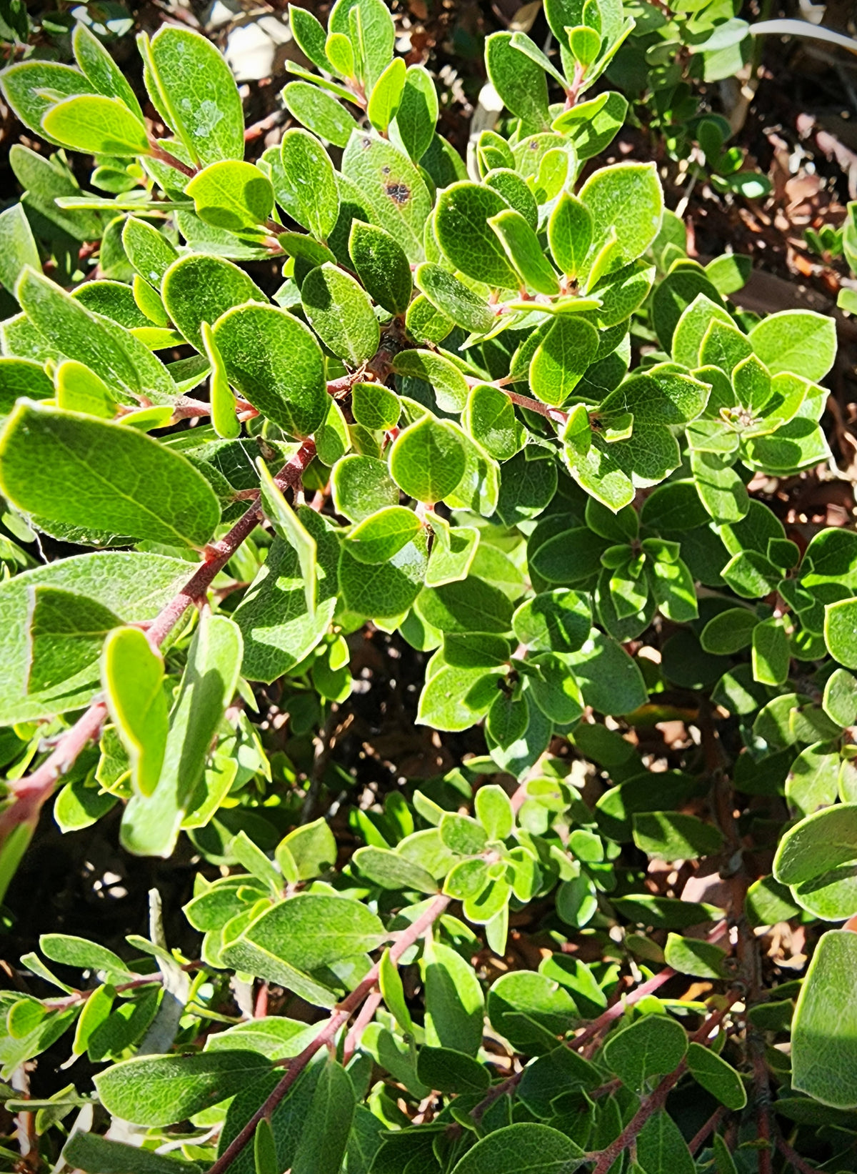 Arctostaphylos 'Emerald Carpet'