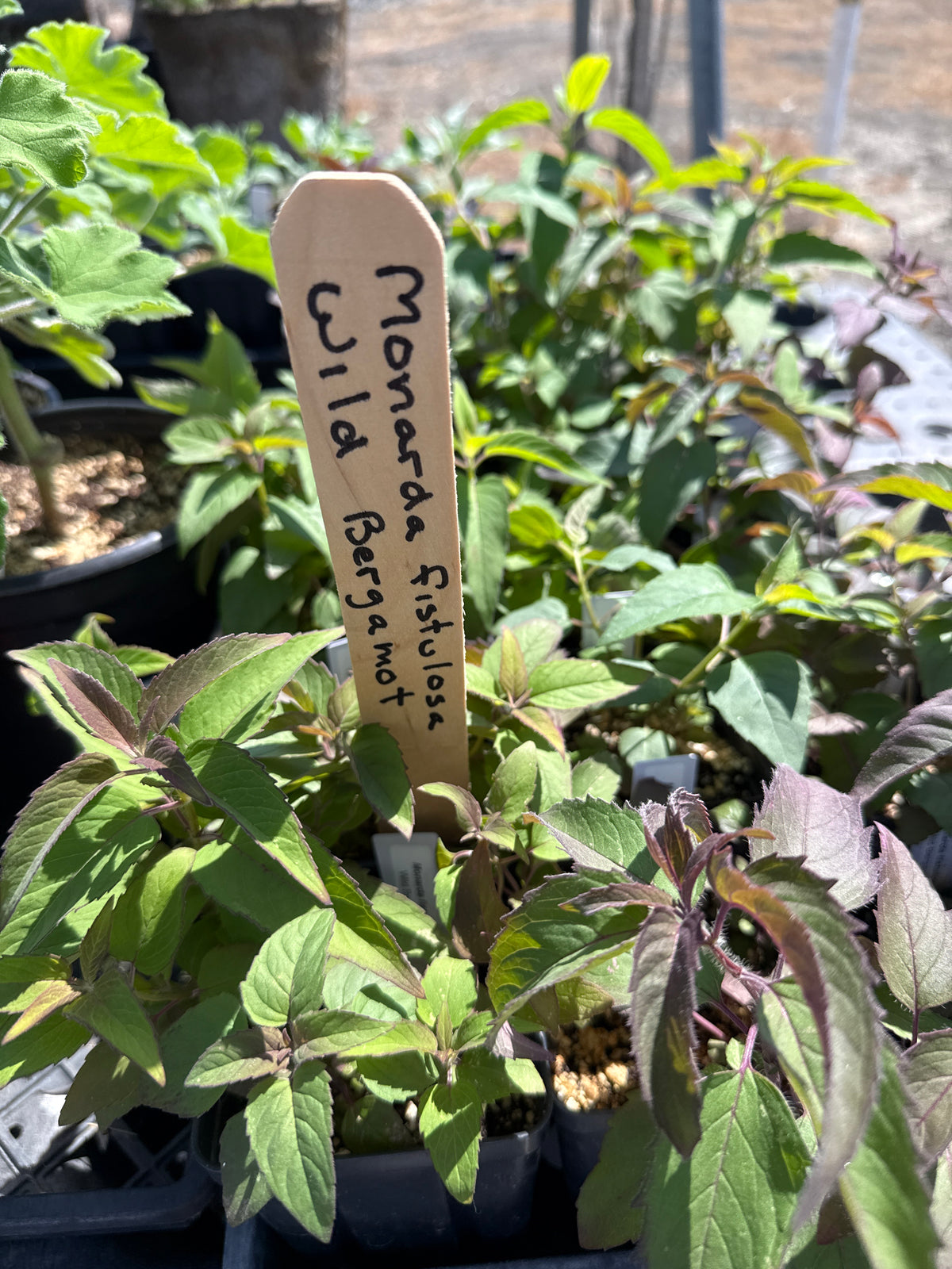 Monarda fistulosa - Wild Bergamot