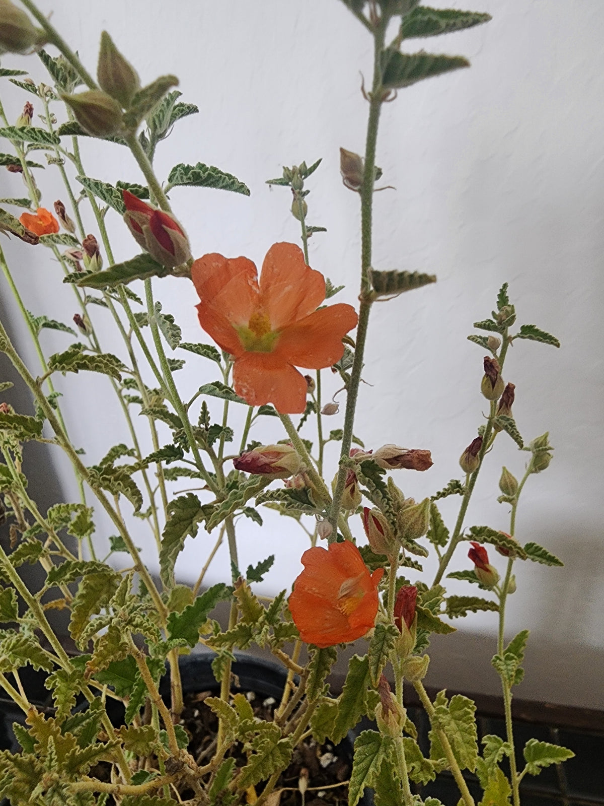 Sphaealcea ambigua var. rugosa 'Apricot Mallow'