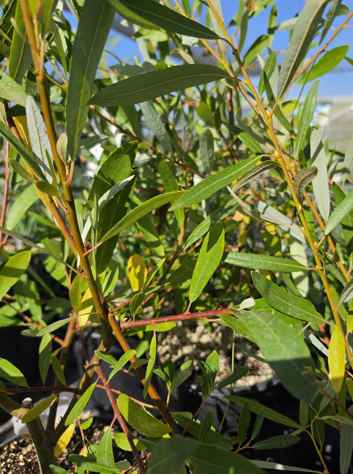 Salix lasiolepis - Arroyo Willow