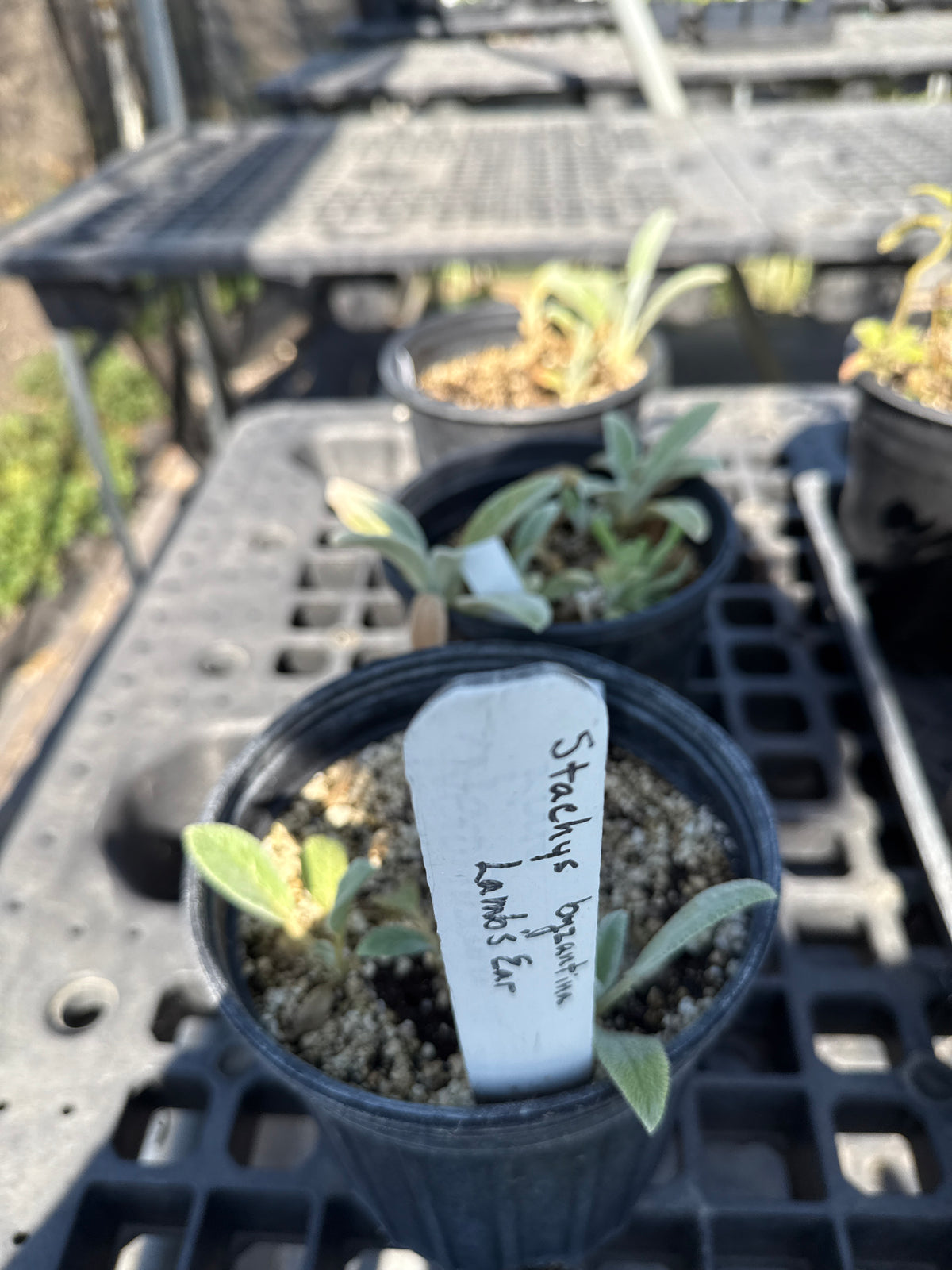 Stachys byzantina - Lamb's Ear