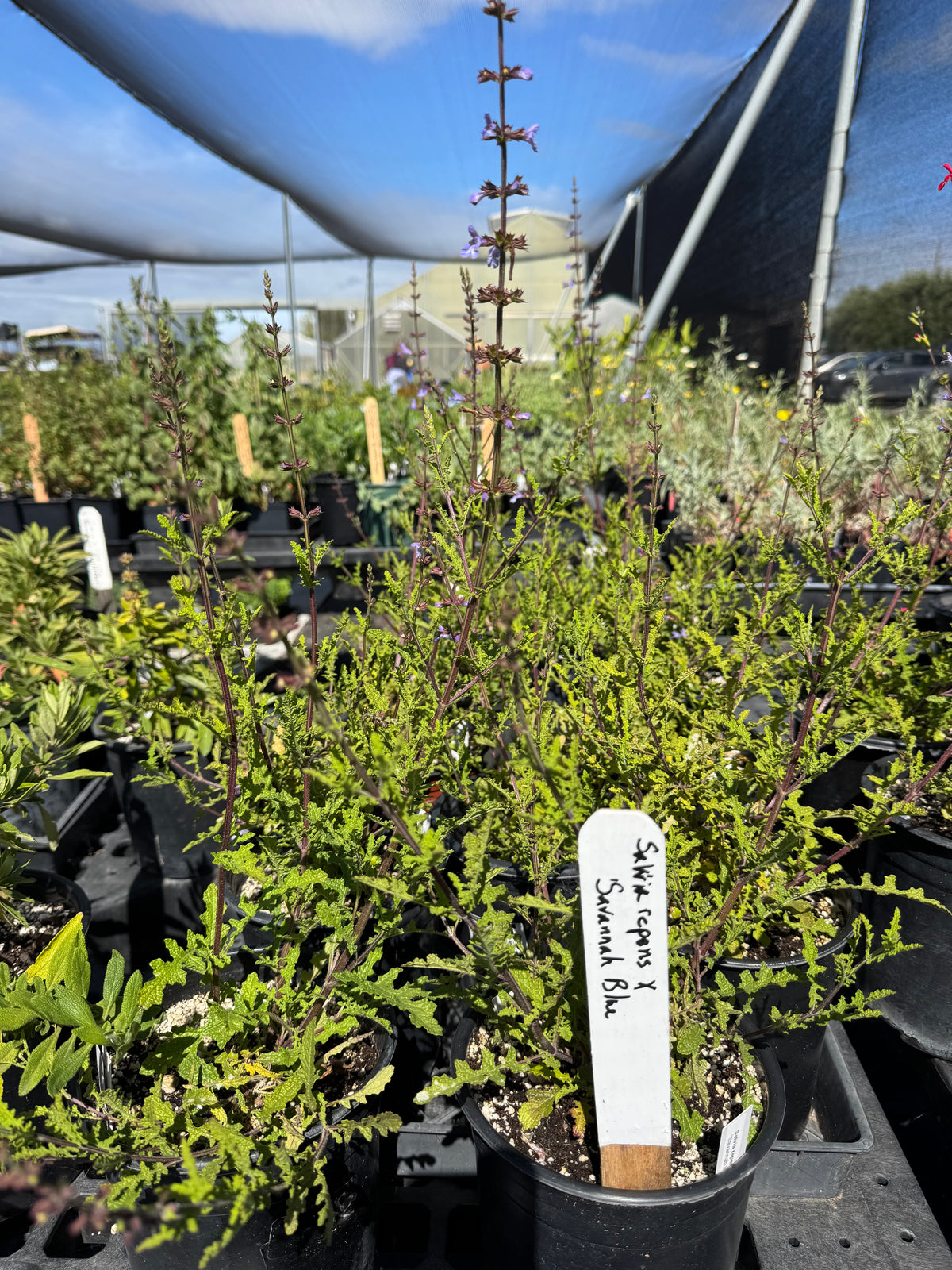 Salvia repens x namaensis 'Savannah Blue'