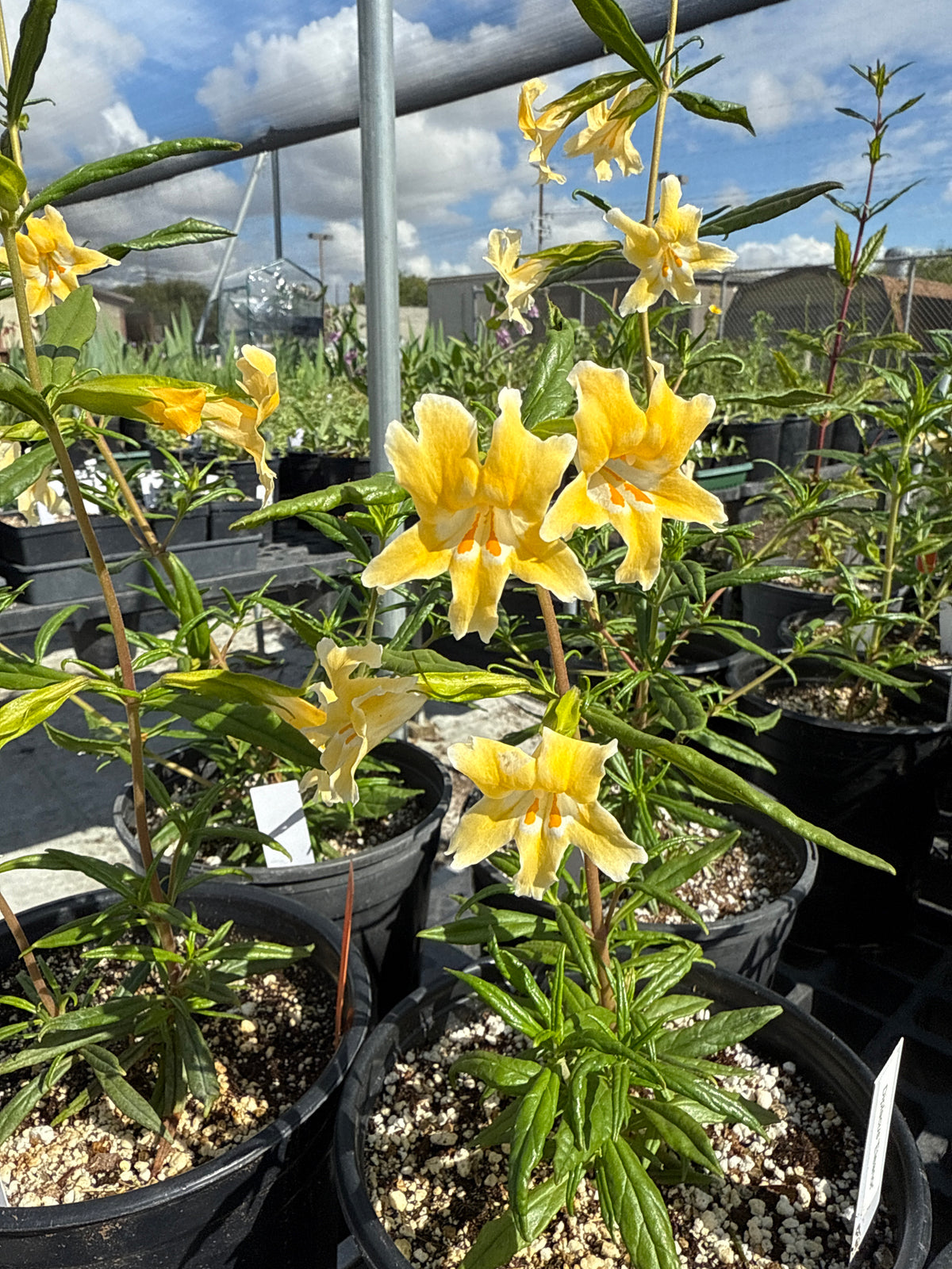 Diplacus 'Eleanor' - 'Eleanor' Monkey Flower