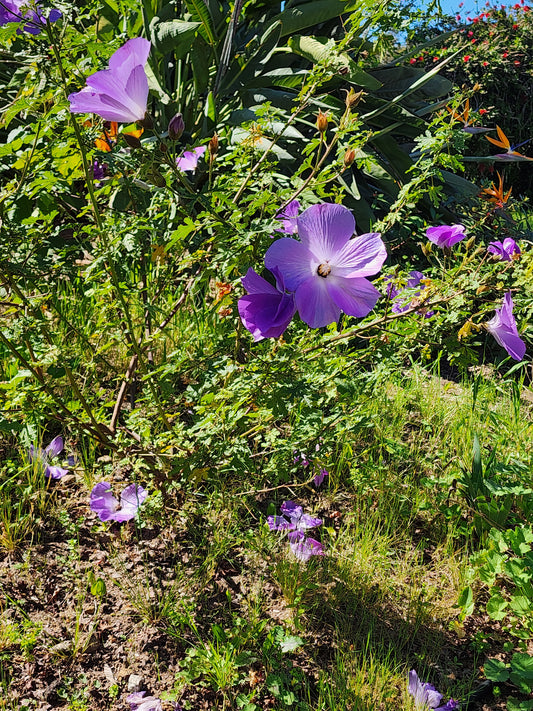 Alyogyne huegelii - 'Santa Cruz' Blue Hibiscus