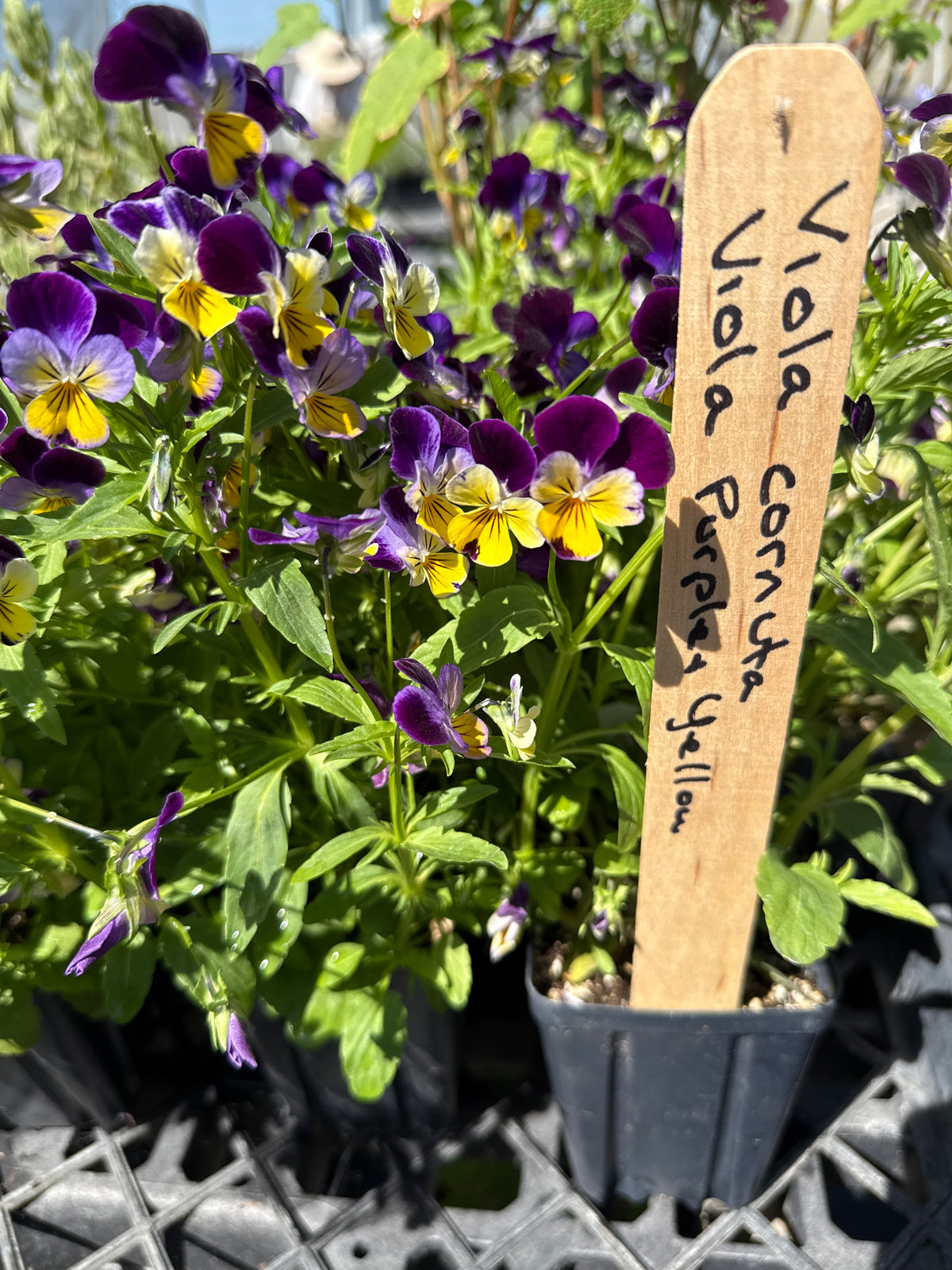 Viola cornuta - Johnny Jump-Ups