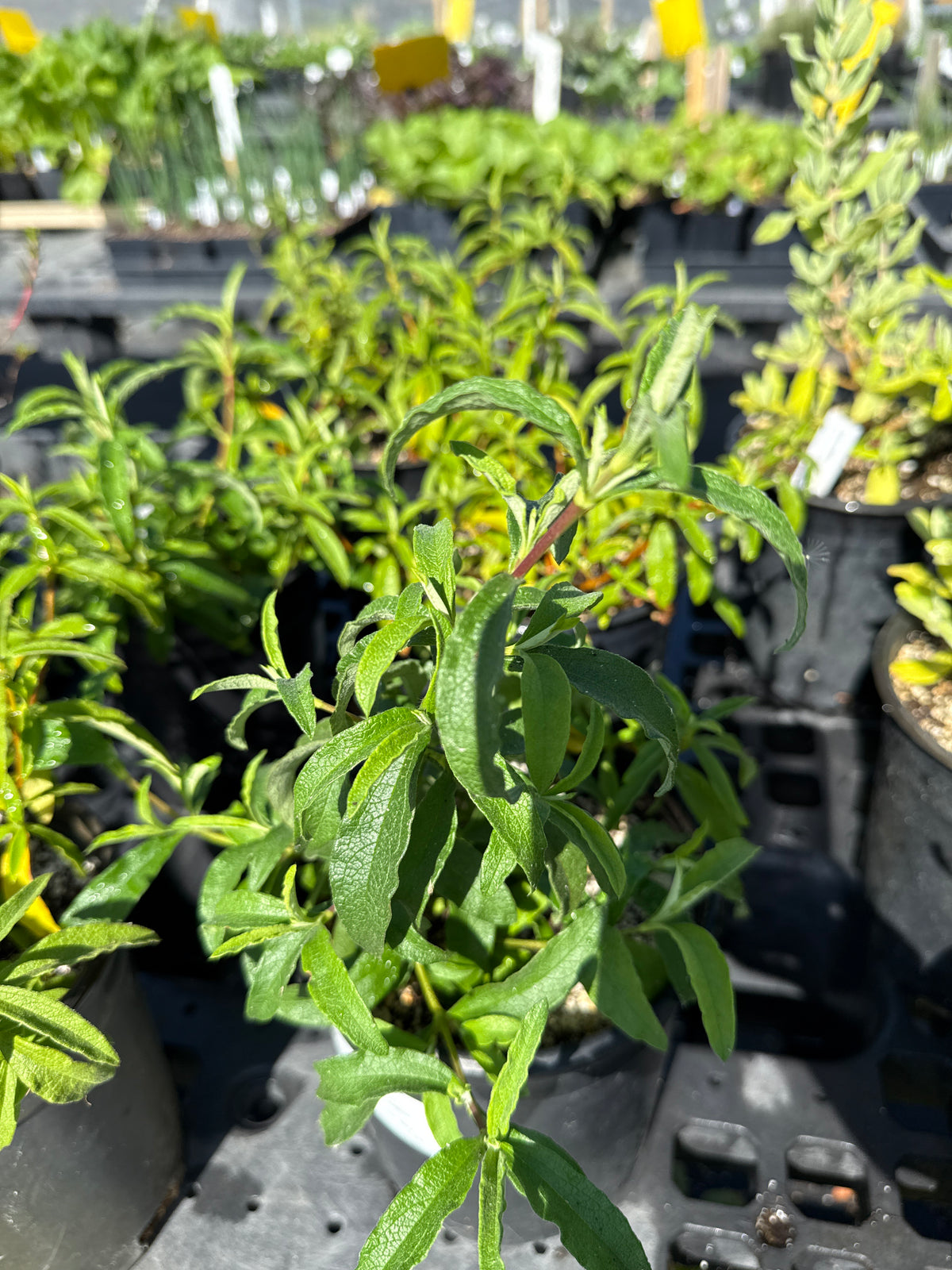 Cistus purpureus - Orchid Rockrose