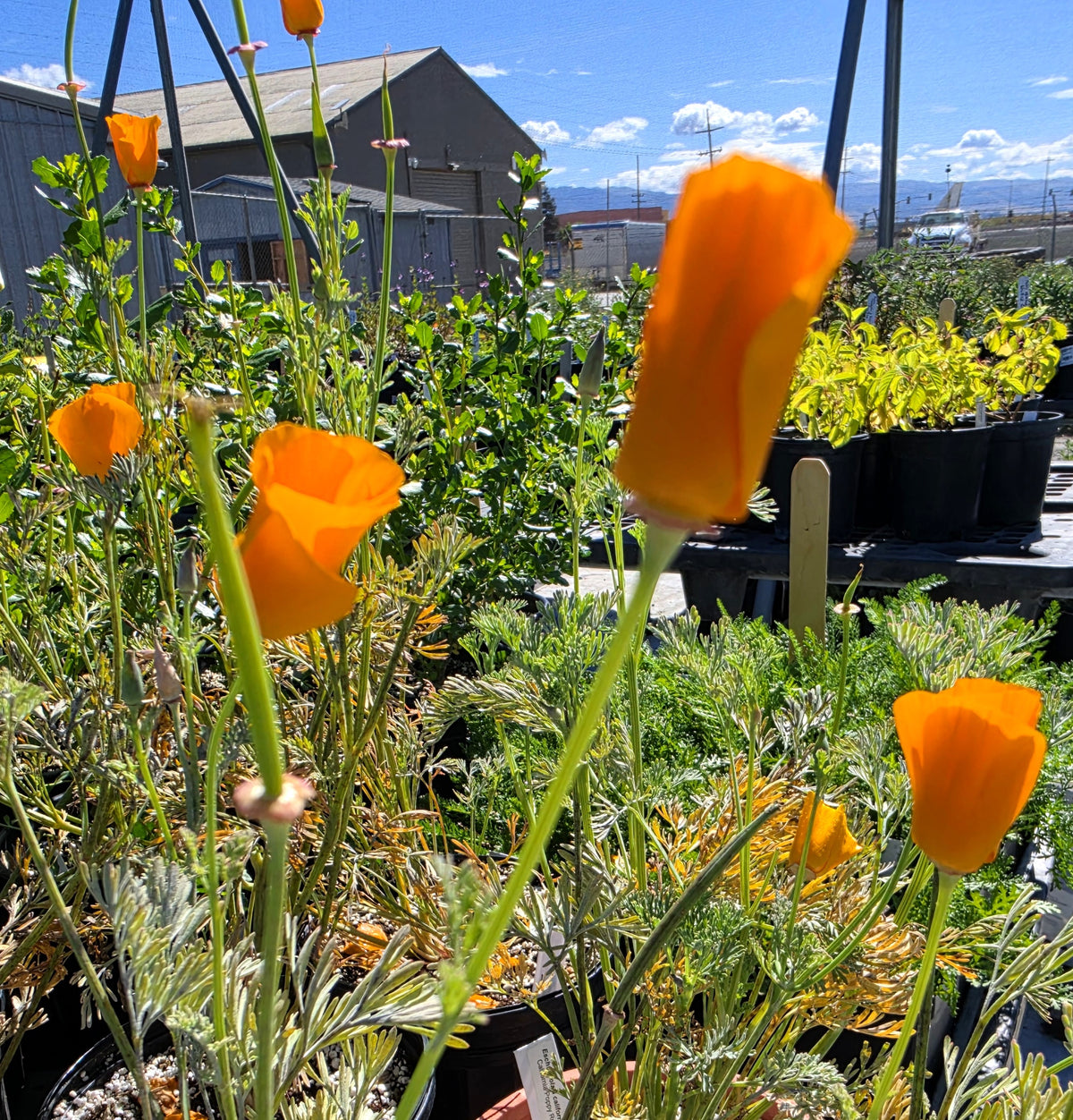 Eschscholzia californica - California Poppy