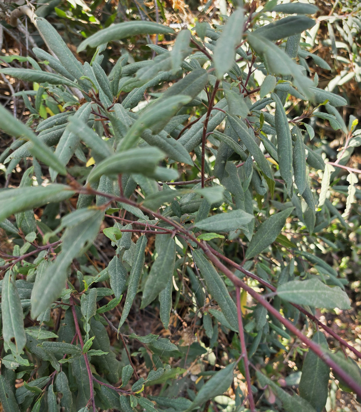 Frangula californica - Coffeeberry