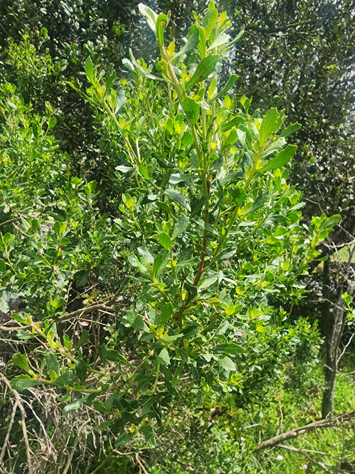 Baccharis pilularis 'Coyote Bush'