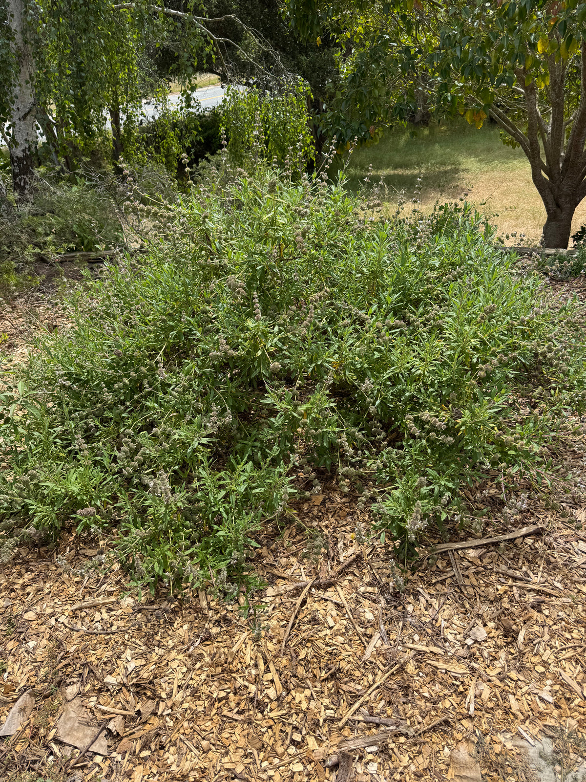 Salvia mellifera - Black Sage