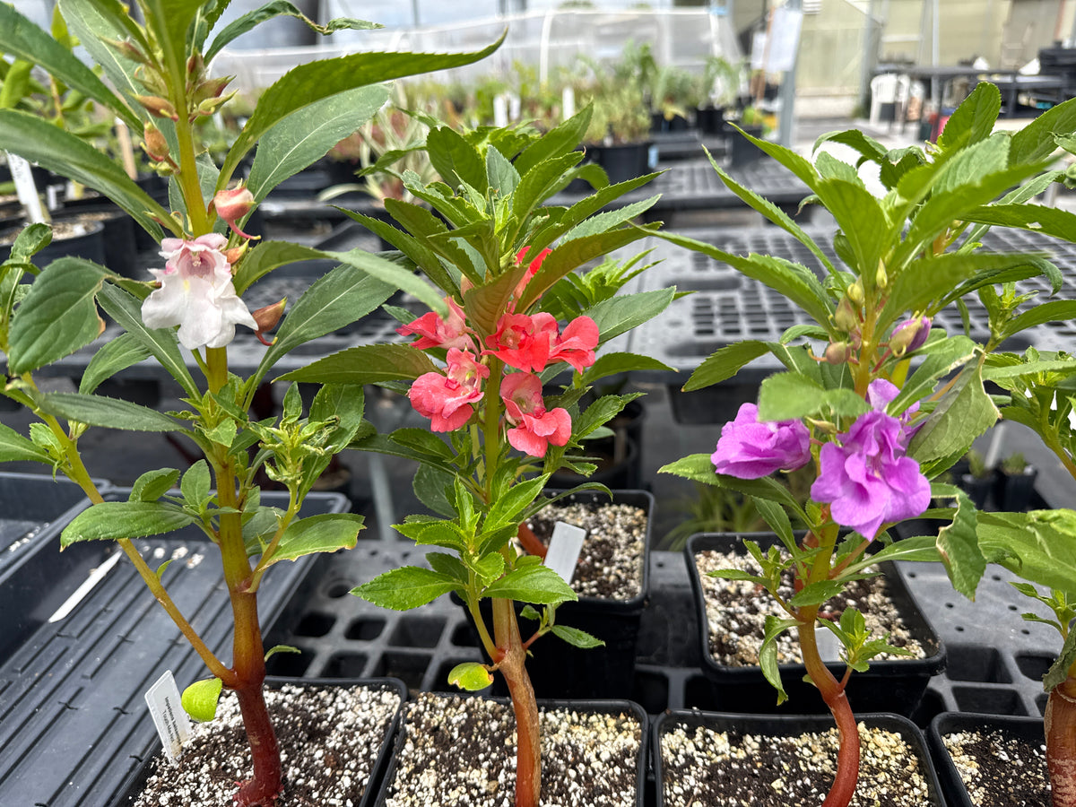 Impatiens balsamina -Touch-Me-Not