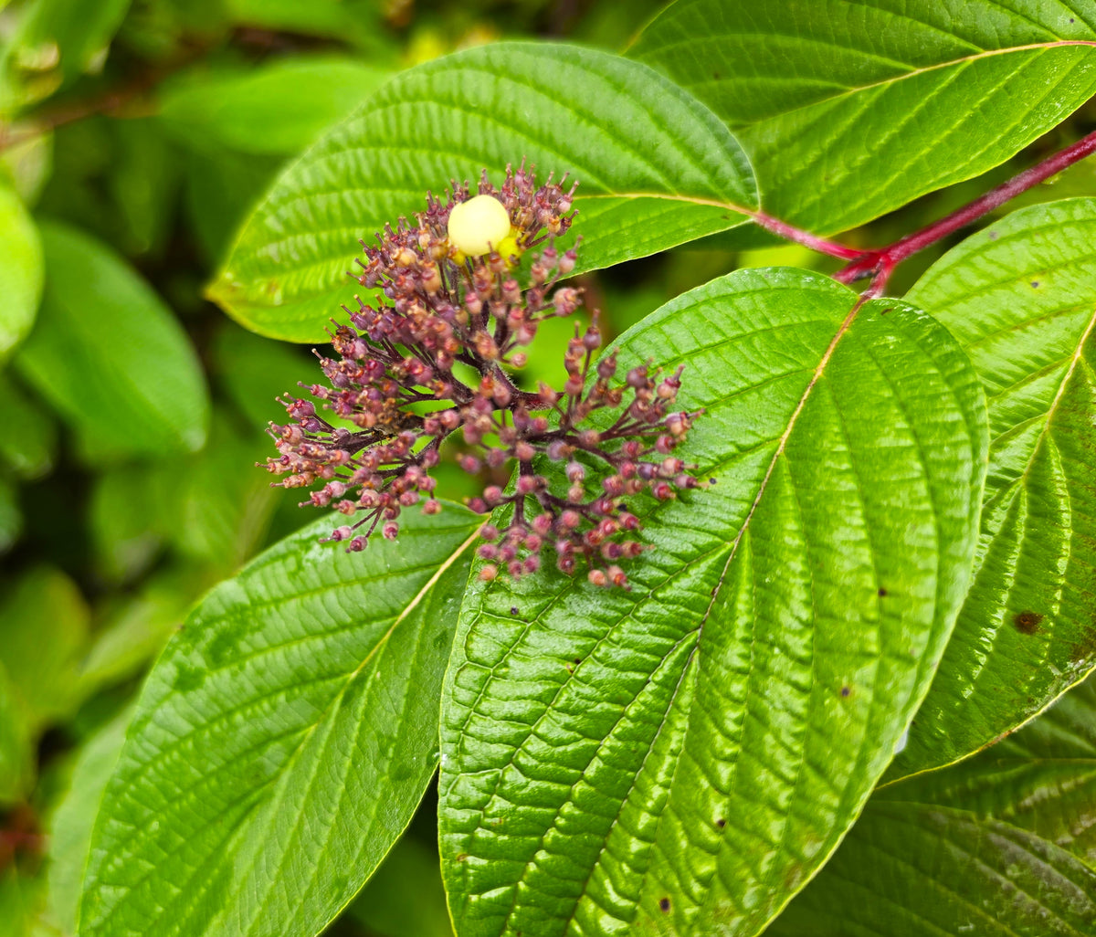 Cornus sericea sericea - Redtwig Dogwood, Redosier Dogwood, Creek Dogwood