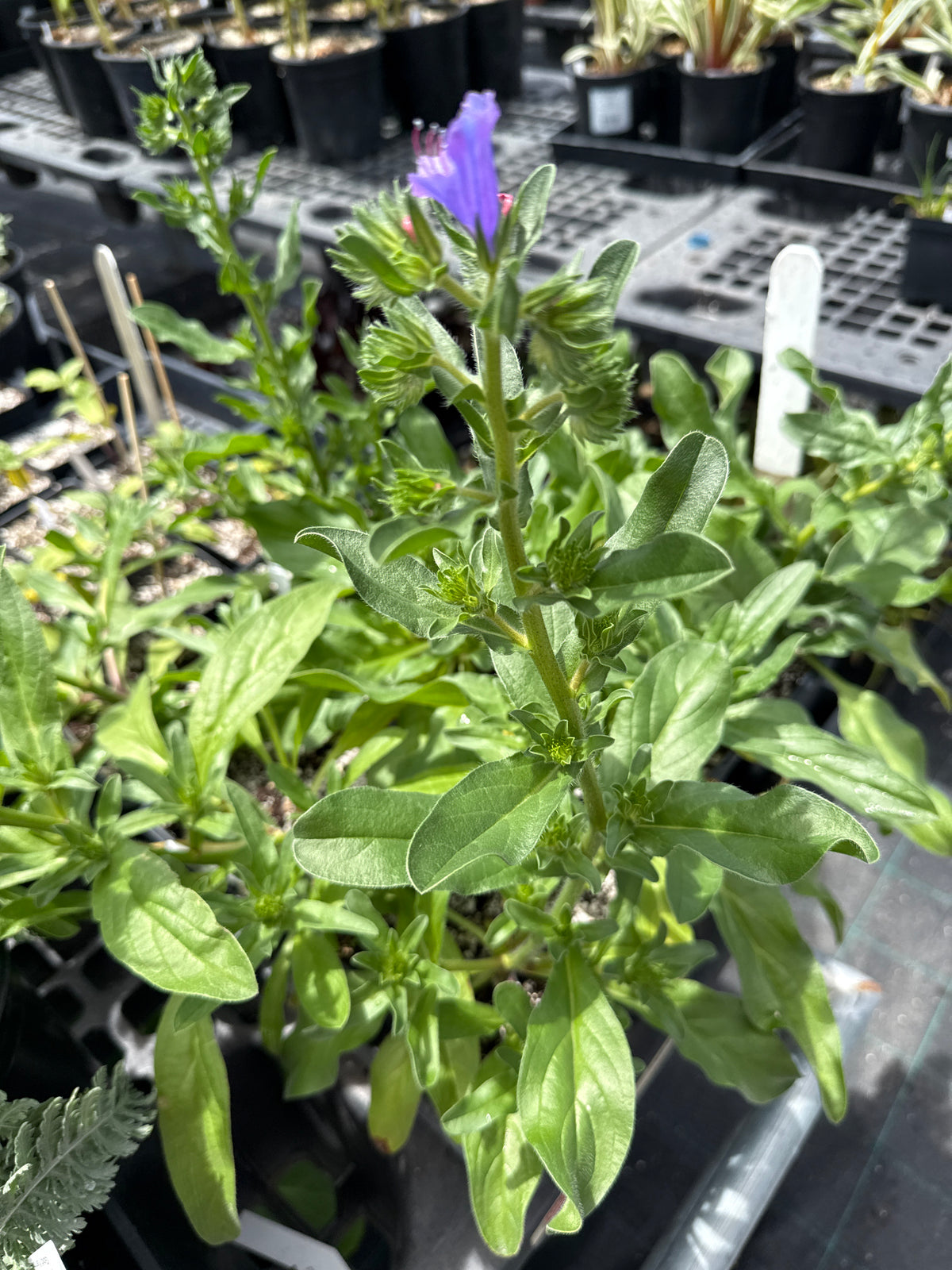 Echium vulgare- Blue Bedder