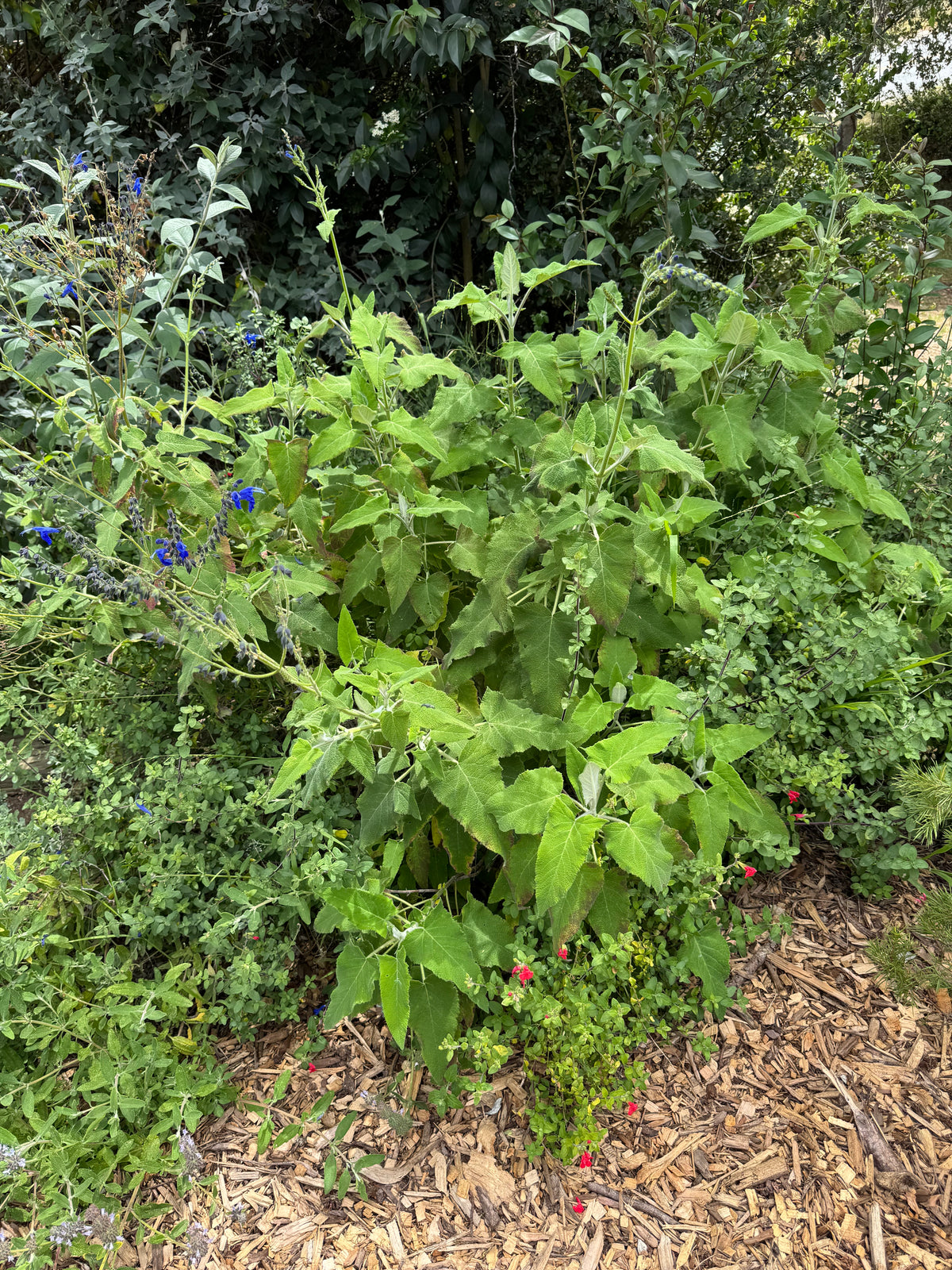 Salvia macrophylla x sagittata 'Big Swing'
