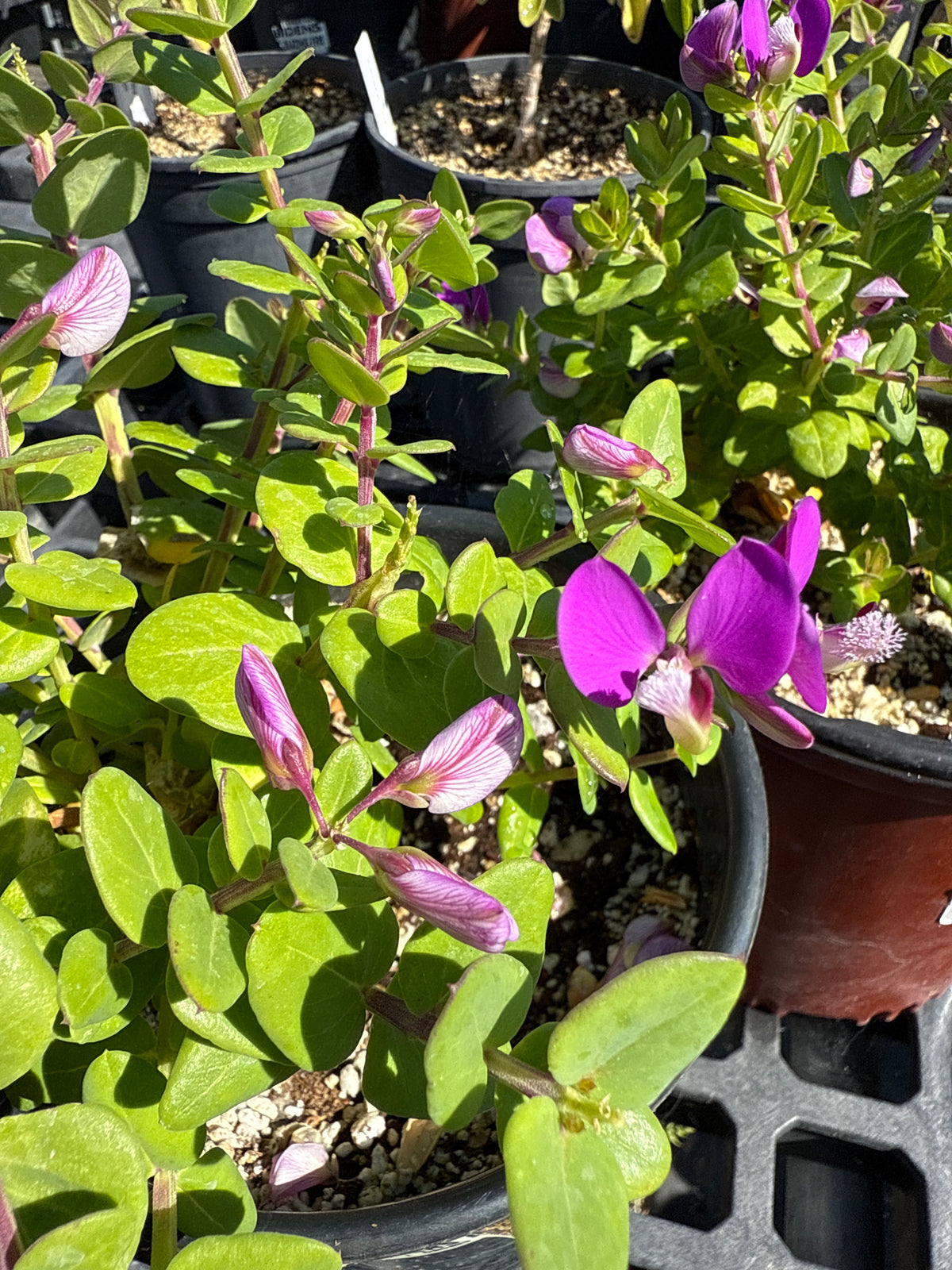 Polygala fruticosa, 'Petite Butterfly' Sweet Pea Shrub