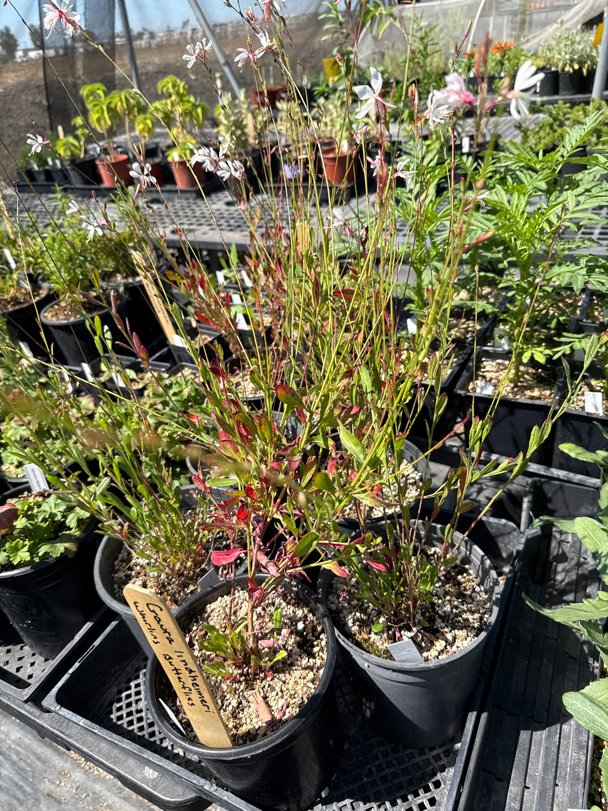 Gaura lindheimeri - Sparkle White