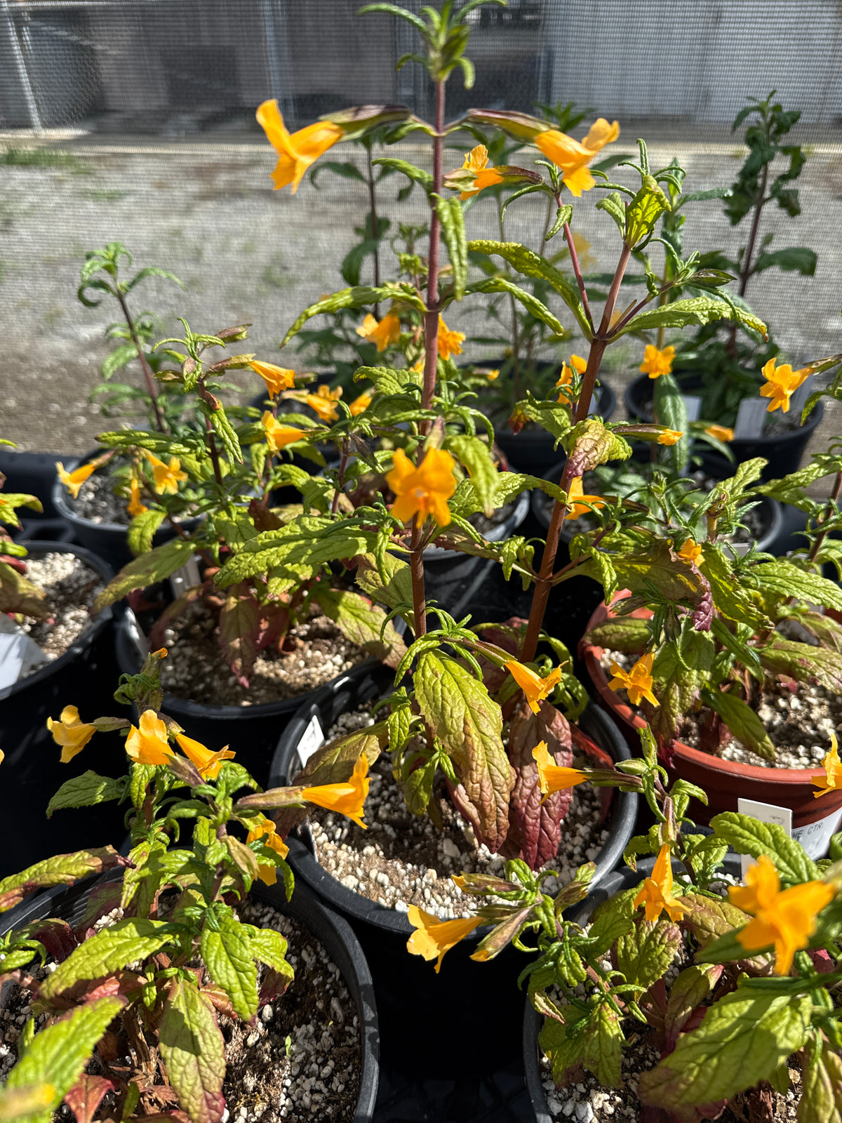 Diplacus (Mimulus) aurantiacus - 'California Sunrise'