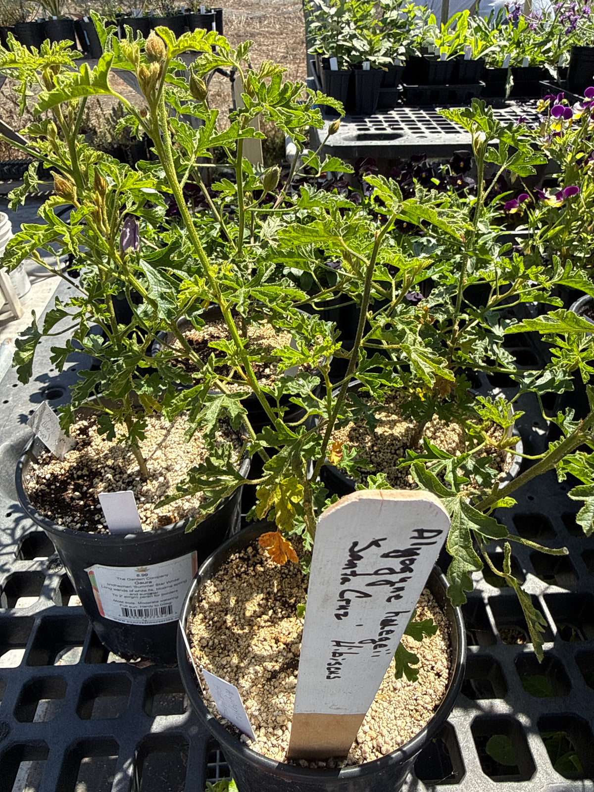 Alyogyne huegelii - 'Santa Cruz' Blue Hibiscus