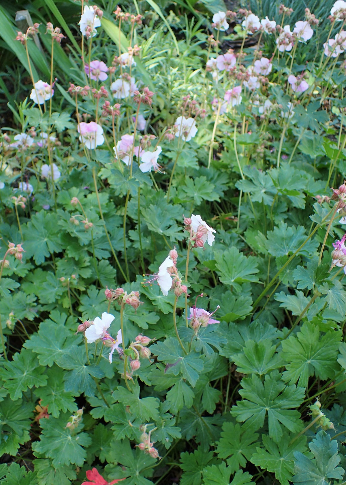 Geranium 'Biokova' (Cranesbill)