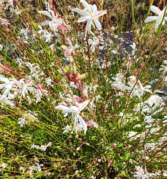 Gaura lindheimeri - Sparkle White