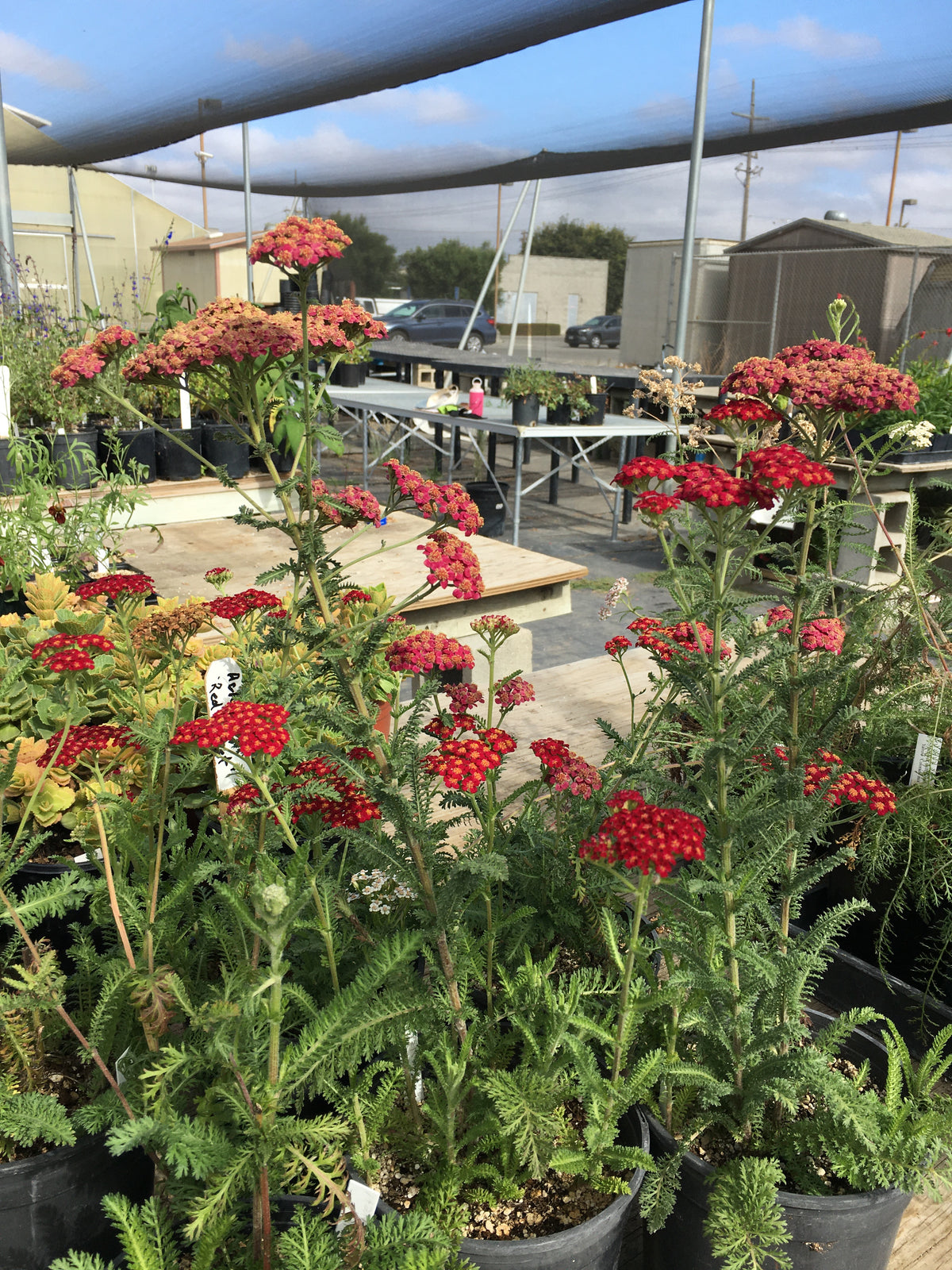 Achillea millefolium - 'Red Velvet' Yarrow