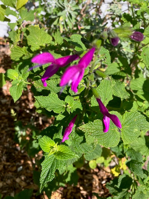 Salvia guaranitica 'Jean's Jewels' - Anise Sage