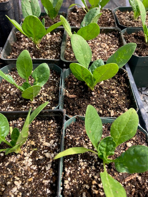 Spinach - Olympia