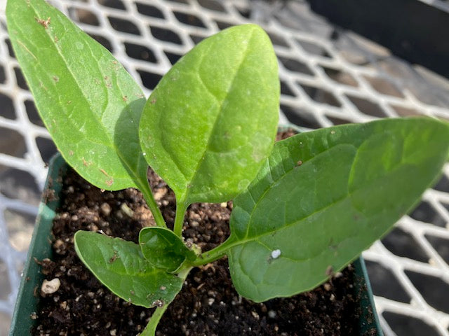 Spinach - Gangbusters
