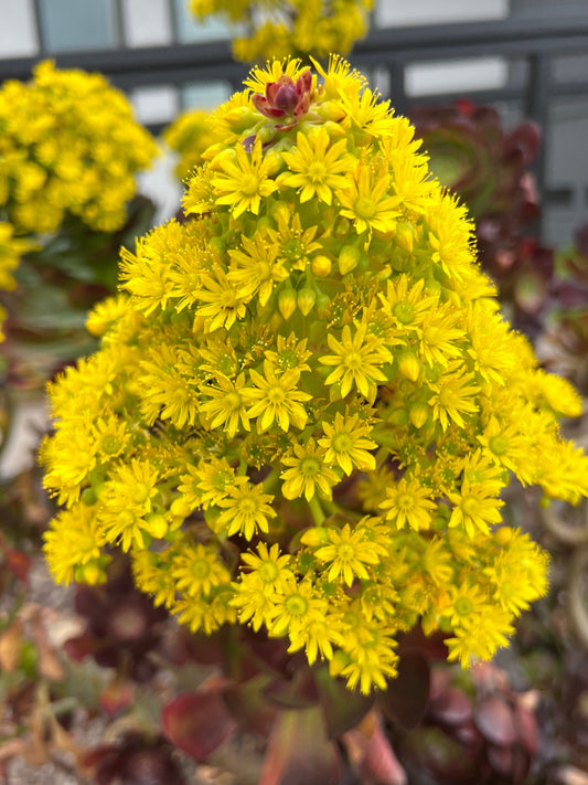 Aeonium 'Zwartkop' - Black Rose Aeonium