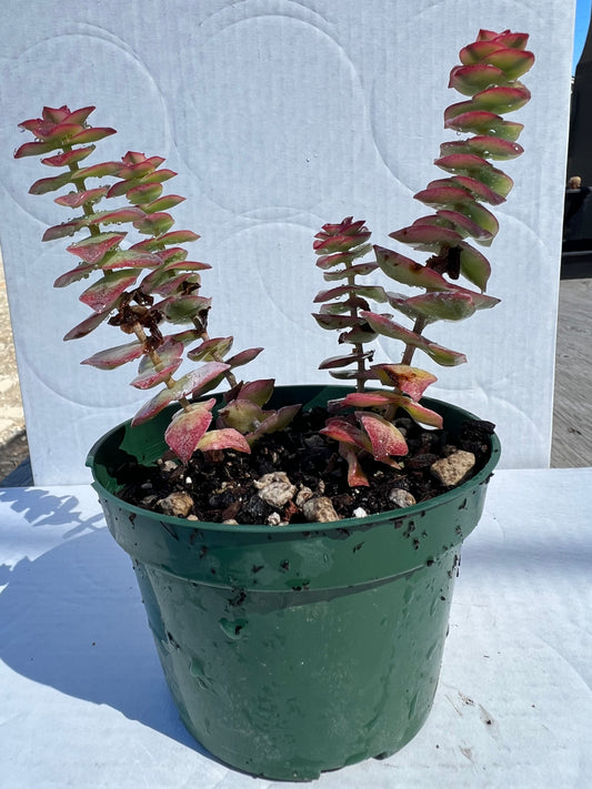 Crassula perforata variegata - Variegated String of Buttons