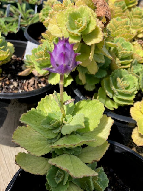 Plectranthus neochilus - Lobster Flower