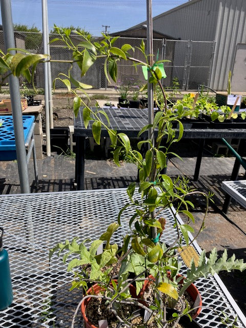 Passiflora tetrandra - New Zealand Passionflower