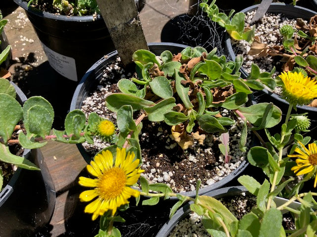 Grindelia stricta - Coastal Gumweed