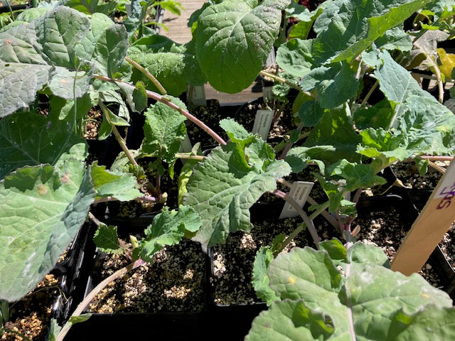 Rutabaga - 'American Purple Top'