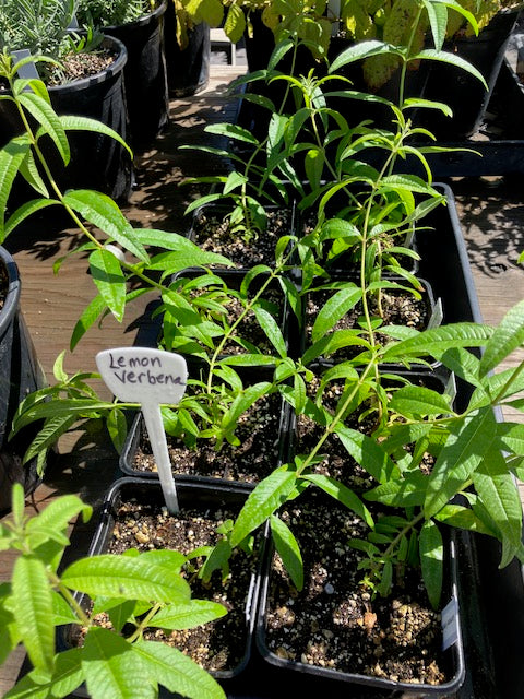 Aloysia citrodora - Lemon Verbena