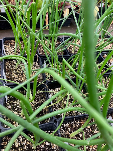 Onion - Texas Grano 502