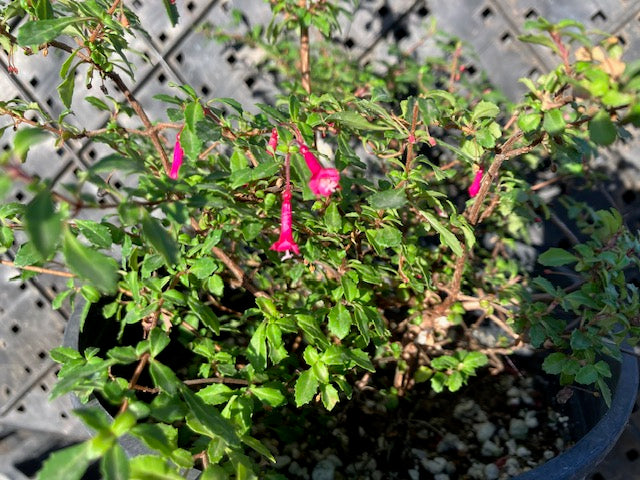 Fuchsia encliandra - Lottie Hobbie