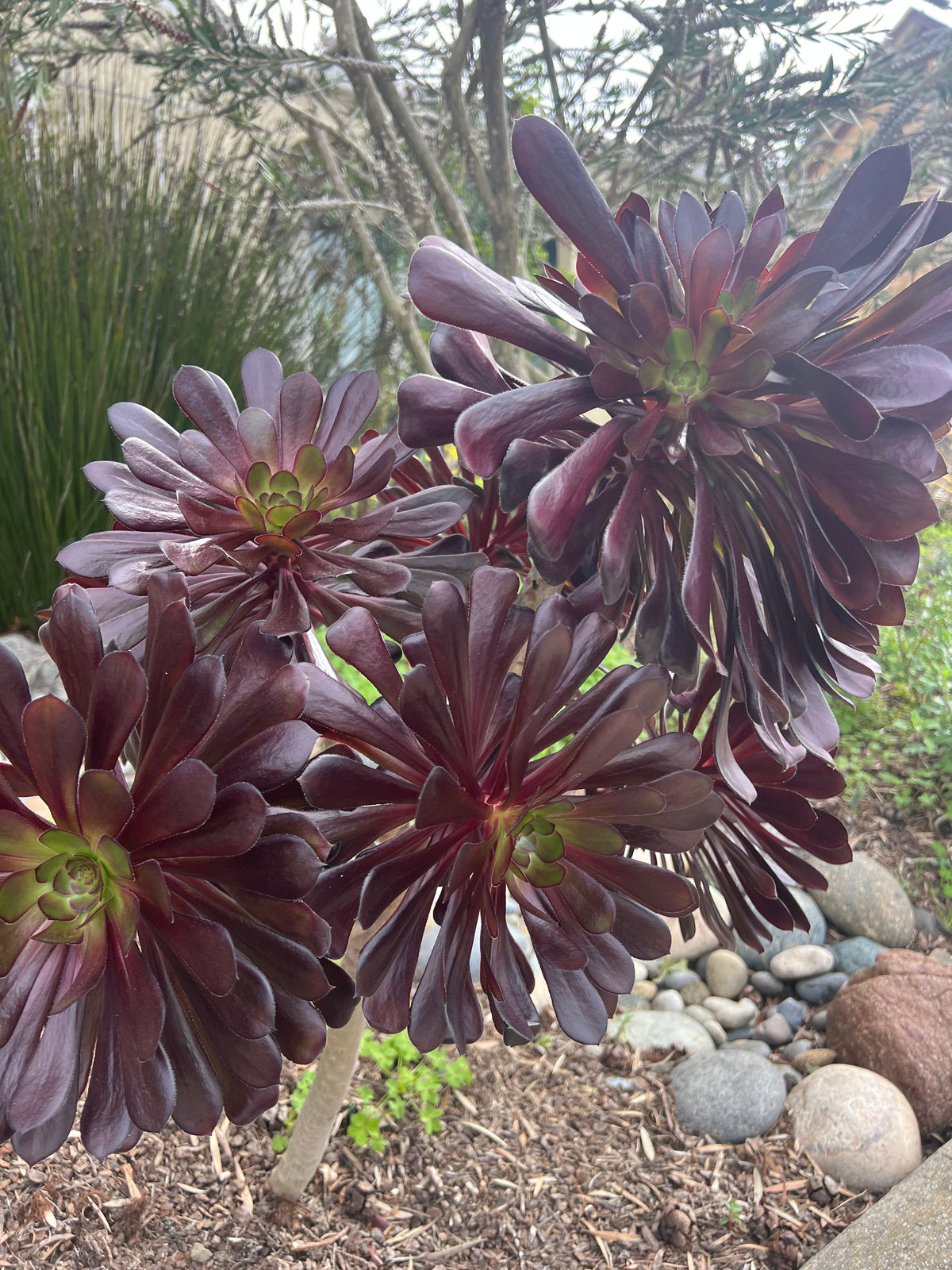 Aeonium 'Zwartkop' - Black Rose Aeonium