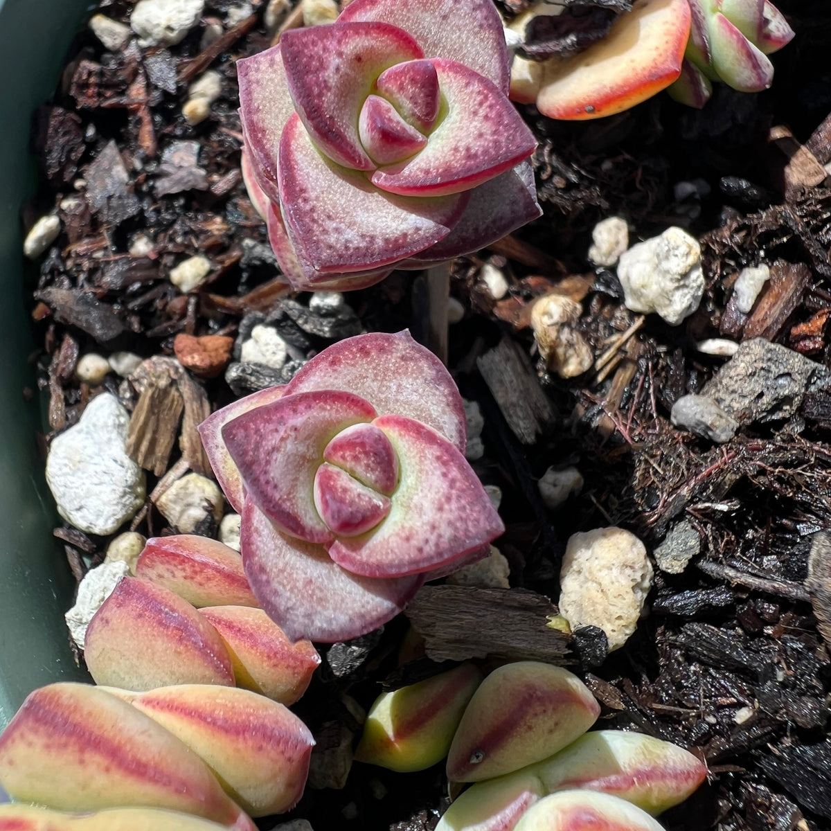 Crassula perforata - String of Buttons
